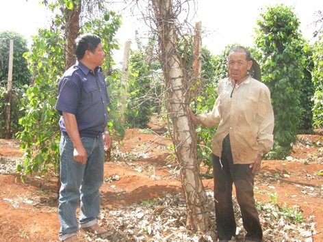 Nông dân cay mắt vì hồ tiêu Nông dân cay mắt vì hồ tiêu