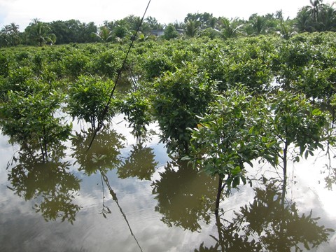 Vỡ bờ bao, hàng trăm nhà dân bị triều cường nhấn chìm Vỡ bờ bao, hàng trăm nhà dân bị triều cường nhấn chìm