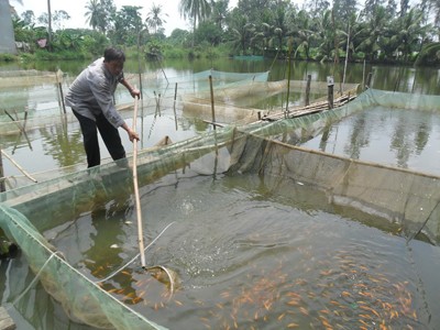 Mịt mờ thương hiệu giống thuỷ sản Mịt mờ thương hiệu giống thuỷ sản