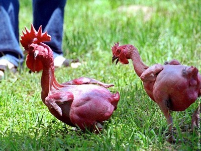 Lai tạo giống gà trụi lông đầu tiên trên thế giới Lai tạo giống gà trụi lông đầu tiên trên thế giới