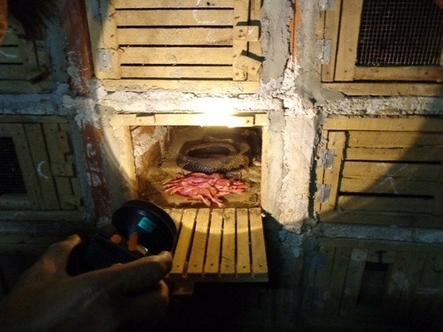 Kinh doanh rắn độc lỗ cả trăm triệu đồng Kinh doanh rắn độc lỗ cả trăm triệu đồng