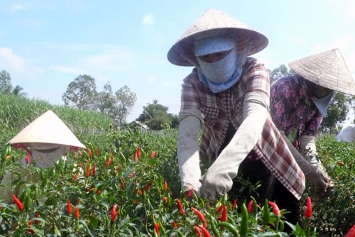 Người trồng ớt trúng lớn Người trồng ớt trúng lớn