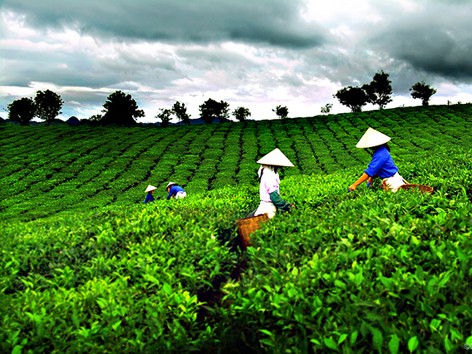 "Chè Thái, còn nhiều việc phải làm"