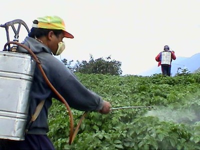 Khó phát hiện gừng Trung Quốc nhiễm thuốc sâu Khó phát hiện gừng Trung Quốc nhiễm thuốc sâu