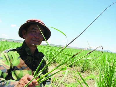 Kon Tum: Mía 'đắng' ! Mía bị bệnh than khiến cả ruộng nguy cơ mất trắng