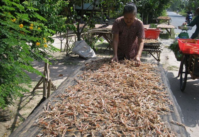 Về miền Tây lai rai với 'vũ nữ chân dài' Về miền Tây lai rai với 'vũ nữ chân dài'