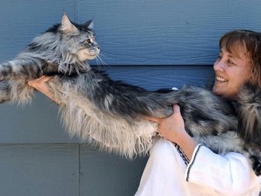 Con mèo dài nhất thế giới chết vì ung thư Con mèo dài nhất thế giới chết vì ung thư