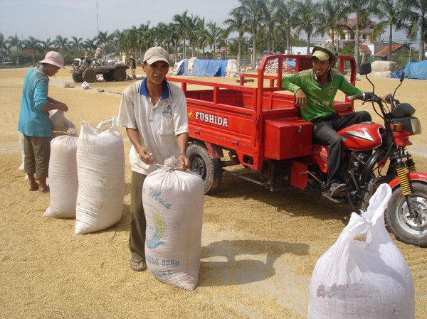 Dù bão lũ, gạo vẫn dồi dào Mặc dù bão lũ làm thiệt hại nhiều diện tích lúa vụ Thu-đông nhưng nguồn cung gạo xuất khẩu vẫn dồi dào. Ảnh: Đại Dương
