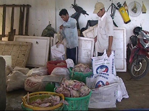 Đưa heo bệnh, gà thối ra tiêu thụ Đưa heo bệnh, gà thối ra tiêu thụ