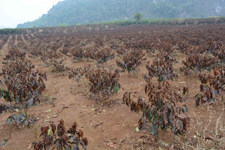 Tháng 1, Bắc Bộ nhiều đợt rét đậm, hại Tháng 1, Bắc Bộ nhiều đợt rét đậm, hại