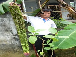 Cây chuối ra hơn một nghìn quả Ông Hoàng Xuân Định với buồng chuối lạ.
