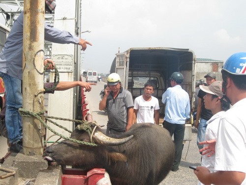 Bị giết hụt, trâu nổi điên húc người Bị giết hụt, trâu nổi điên húc người