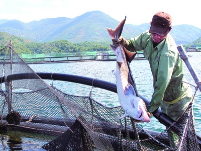 Cá tầm Trung Quốc “bay” lậu? Cá tầm Trung Quốc “bay” lậu?