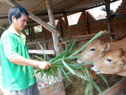 Làm giàu trên vùng đất cằn cỗi Làm giàu trên vùng đất cằn cỗi