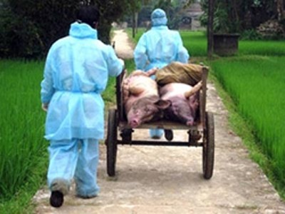 Dịch lợn tai xanh nguy cơ lan rộng Dịch lợn tai xanh nguy cơ lan rộng