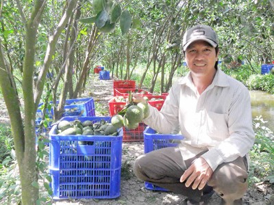 Nông dân trồng cam trúng tiền tỷ Nông dân trồng cam trúng tiền tỷ