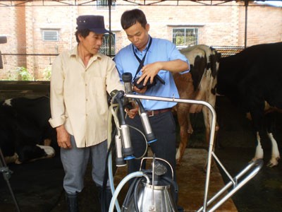 Thông báo tiền sữa đến nông dân bằng tin nhắn Thông báo tiền sữa đến nông dân bằng tin nhắn