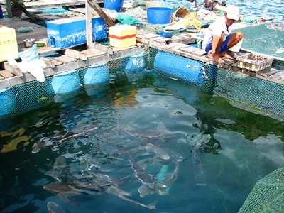Lồng bè ở Nha Trang lại trôi Ông Nguyễn Ao cho cá mú ăn tại bè ở Hòn Một, sắp phải di dời Ảnh: Đ.Q