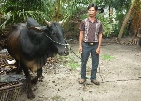 Trộm bò bán lấy tiền... cưới vợ Trộm bò bán lấy tiền... cưới vợ
