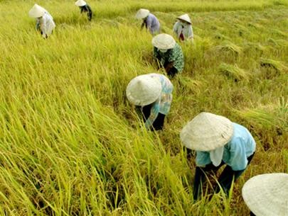 Giá lúa cao và nguy cơ bể kèo Giá lúa cao và nguy cơ bể kèo