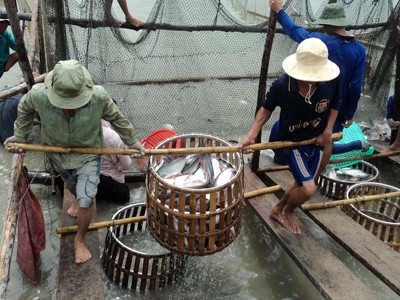 Nuôi cá tra mỗi héc-ta lỗ 600 - 750 triệu đồng Nuôi cá tra mỗi héc-ta lỗ 600 - 750 triệu đồng