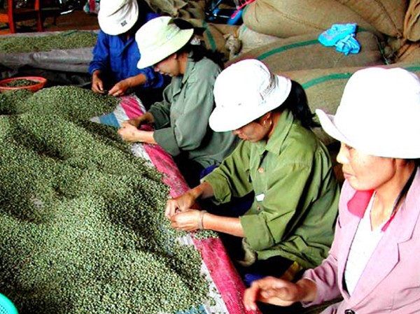 Dẹp loạn thị trường cà phê Lựa cà phê xuất khẩu ở Cty Cà phê Phước An (Đăk Lăk) Ảnh: Thiên Nga