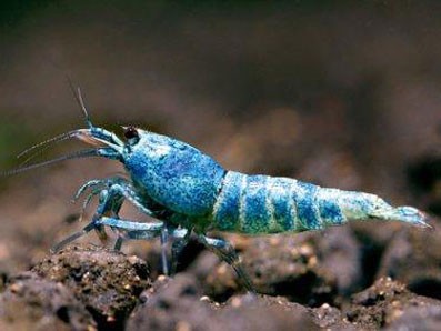 Chơi tép cảnh…nghìn đô ở Việt Nam Chơi tép cảnh…nghìn đô ở Việt Nam