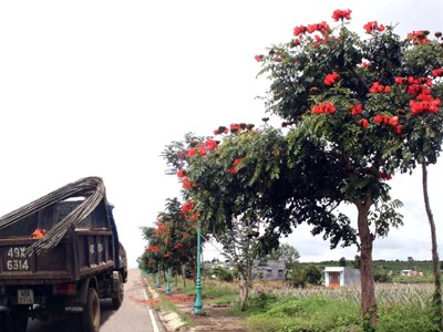 Thế giới cấm, Lâm Đồng trồng vô tư Thế giới cấm, Lâm Đồng trồng vô tư