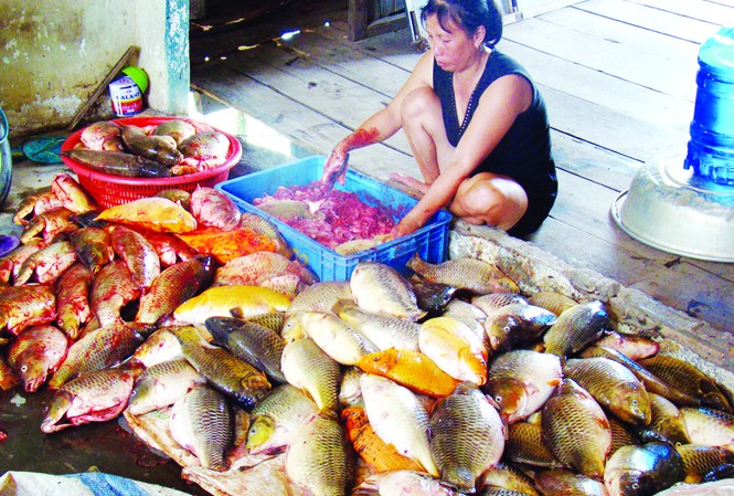 Không biết nơi gây ô nhiễm Một hộ nuôi cá bè ở phường Thống nhất bị chết cá hàng loạt vào ngày 7-6