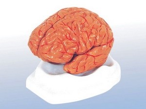 Não người nhân tạo sẽ ra đời trong 10 năm tới Não người nhân tạo sẽ ra đời trong 10 năm tới