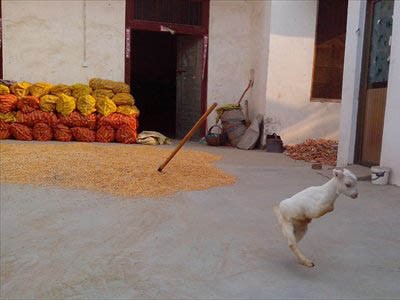 Cừu hai chân vẫn đi lại như thường Cừu hai chân vẫn đi lại như thường