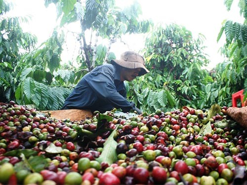 Người trồng cà phê oằn mình trả nợ Người trồng cà phê oằn mình trả nợ