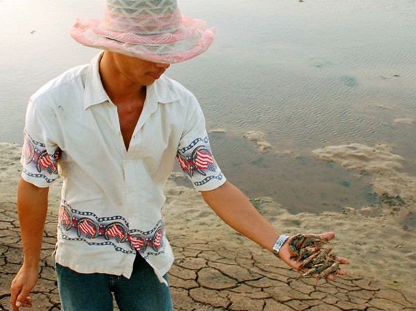 Tôm chết hàng loạt, thiệt hại cả ngàn tỷ đồng Tôm chết hàng loạt, thiệt hại cả ngàn tỷ đồng