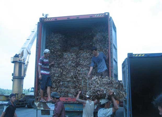Lá xoài khô mất cơ hội sang Nhật vì tin tức không rõ ràng? Lá xoài khô mất cơ hội sang Nhật vì tin tức không rõ ràng?