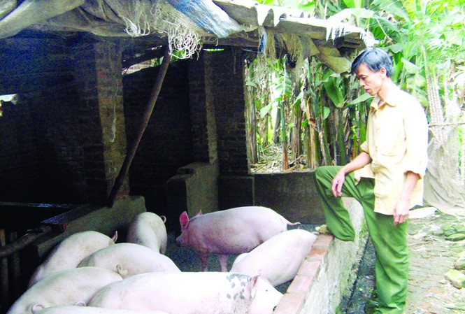 Không nên quá sợ 'tai xanh' Người chăn nuôi đang lao đao vì dịch lợn tai xanh. Ảnh: Phạm Anh