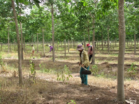 Trồng cao su nhưng lại xâm hại rừng Trồng cao su nhưng lại xâm hại rừng