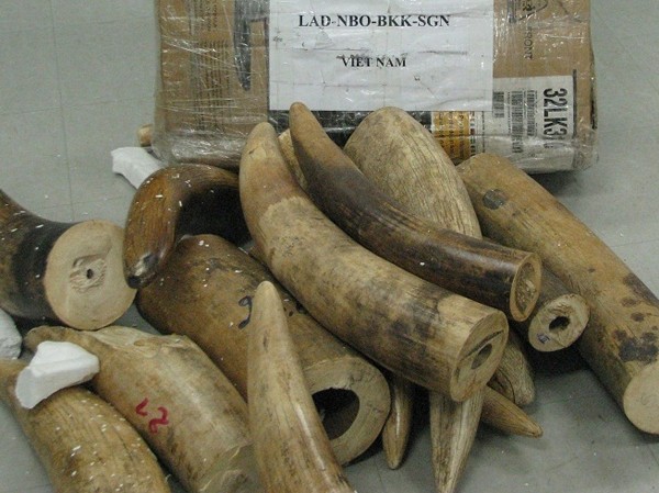 137 kg ngà voi tuồn lậu qua sân bay Tân Sơn Nhất 137 kg ngà voi tuồn lậu qua sân bay Tân Sơn Nhất