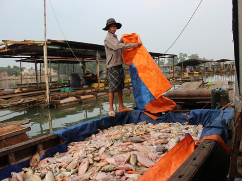 Cá nuôi bè chết hàng loạt Cá nuôi bè chết hàng loạt