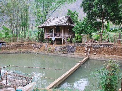 Bản nuôi cá tiến vua Bản nuôi cá tiến vua