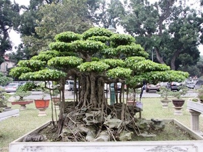 'Siêu cây' chết cùng đại gia 'Siêu cây' chết cùng đại gia