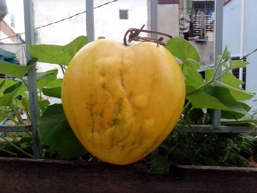 Dưa hấu có hình bản đồ Việt Nam Dưa hấu có hình bản đồ Việt Nam