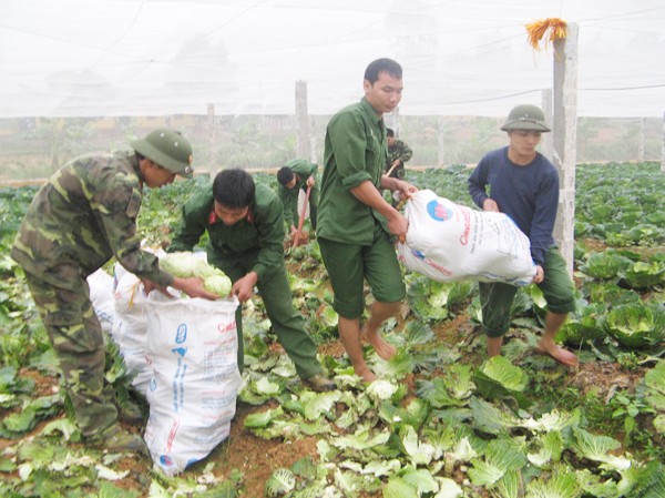 Bộ đội không được thưởng Tết vẫn vui Thu hoạch rau tăng gia ở Sư đoàn 325 – Binh đoàn Hương Giang. Ảnh: Nguyễn Minh