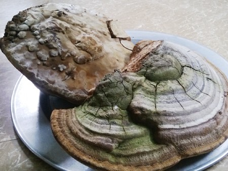 Phát hiện hai cây nấm linh chi khủng nặng 3,6kg Phát hiện hai cây nấm linh chi khủng nặng 3,6kg