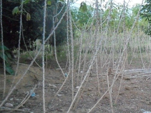 Hiếp dâm cô gái trước ngày cưới để không thể lấy chồng Hiếp dâm cô gái trước ngày cưới để không thể lấy chồng