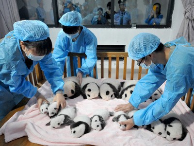 Trung Quốc chú trọng ngoại giao gấu trúc Trung Quốc chú trọng ngoại giao gấu trúc