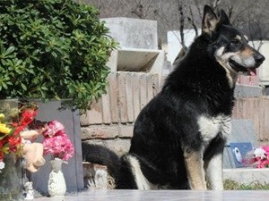 Chú chó ngồi canh bên mộ chủ suốt sáu năm ròng Chú chó ngồi canh bên mộ chủ suốt sáu năm ròng