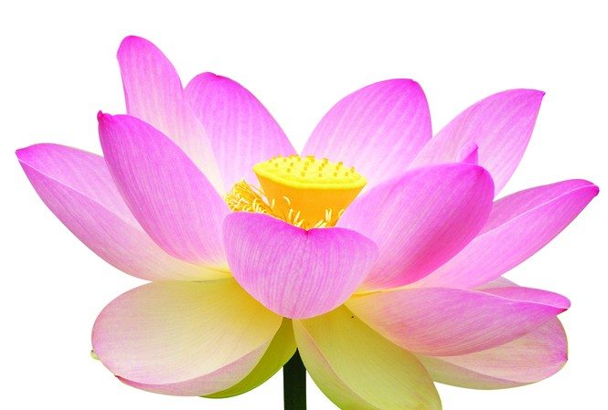 Chọn Quốc hoa: Tôi chọn sen Chọn Quốc hoa: Tôi chọn sen