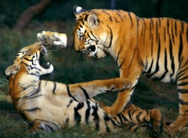 Kiểm lâm cảnh báo người dân cẩn thận Kiểm lâm cảnh báo người dân cẩn thận