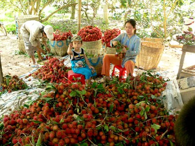 Chôm chôm Việt lỡ đường sang Mỹ Chôm chôm Việt lỡ đường sang Mỹ
