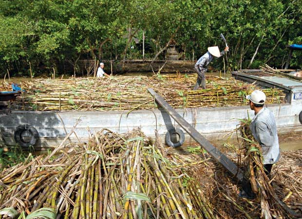Hàng nghìn tỷ đồng mất trắng vì đường lậu Sản xuất đường trong nước điêu đứng vì đường nhập lậu